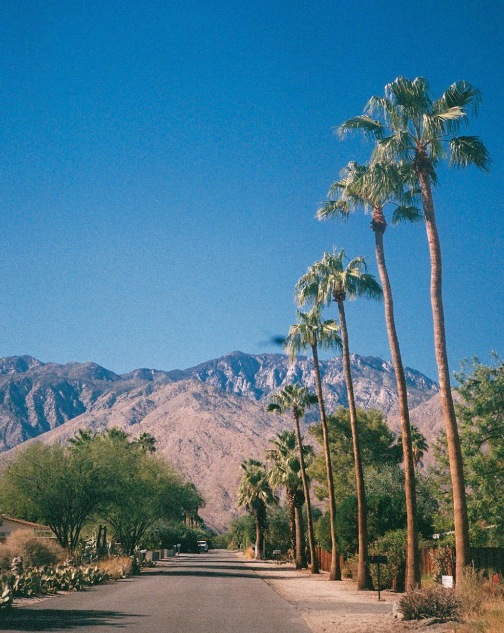 Palm Springs on 35mm Chinon Intrafocus